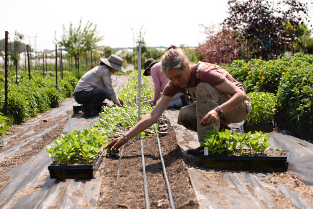 During spells of hot, dry weather, zinnias are prone to powdery mildew. 