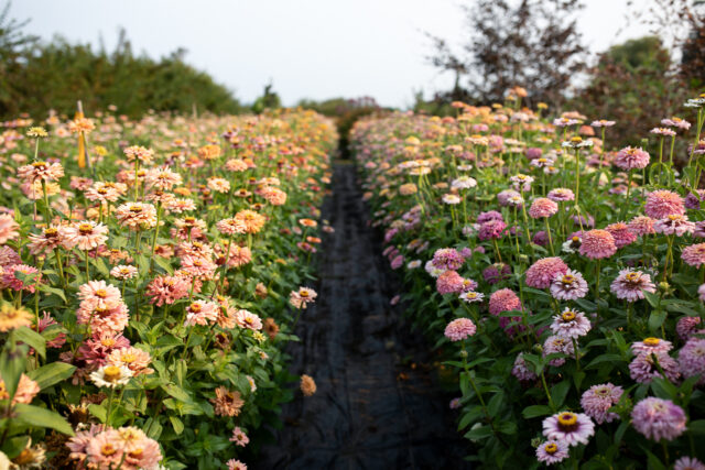 Zinnias are considered a  dirty flower
